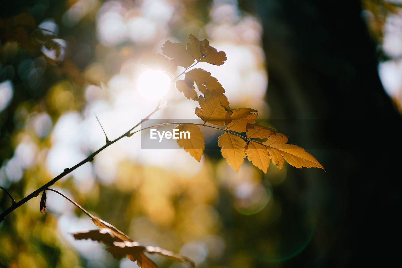 CLOSE-UP OF MAPLE LEAVES ON TREE