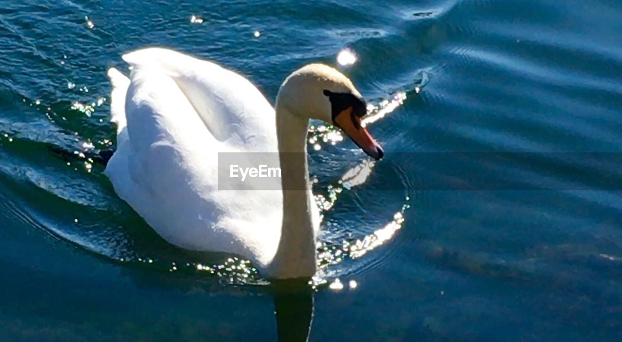 TWO SWANS SWIMMING IN WATER