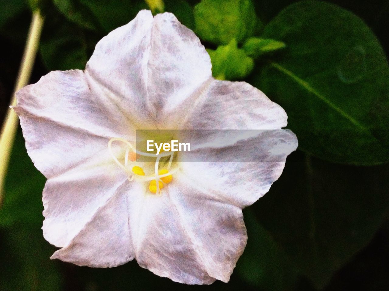 CLOSE-UP OF PINK FLOWERS BLOOMING