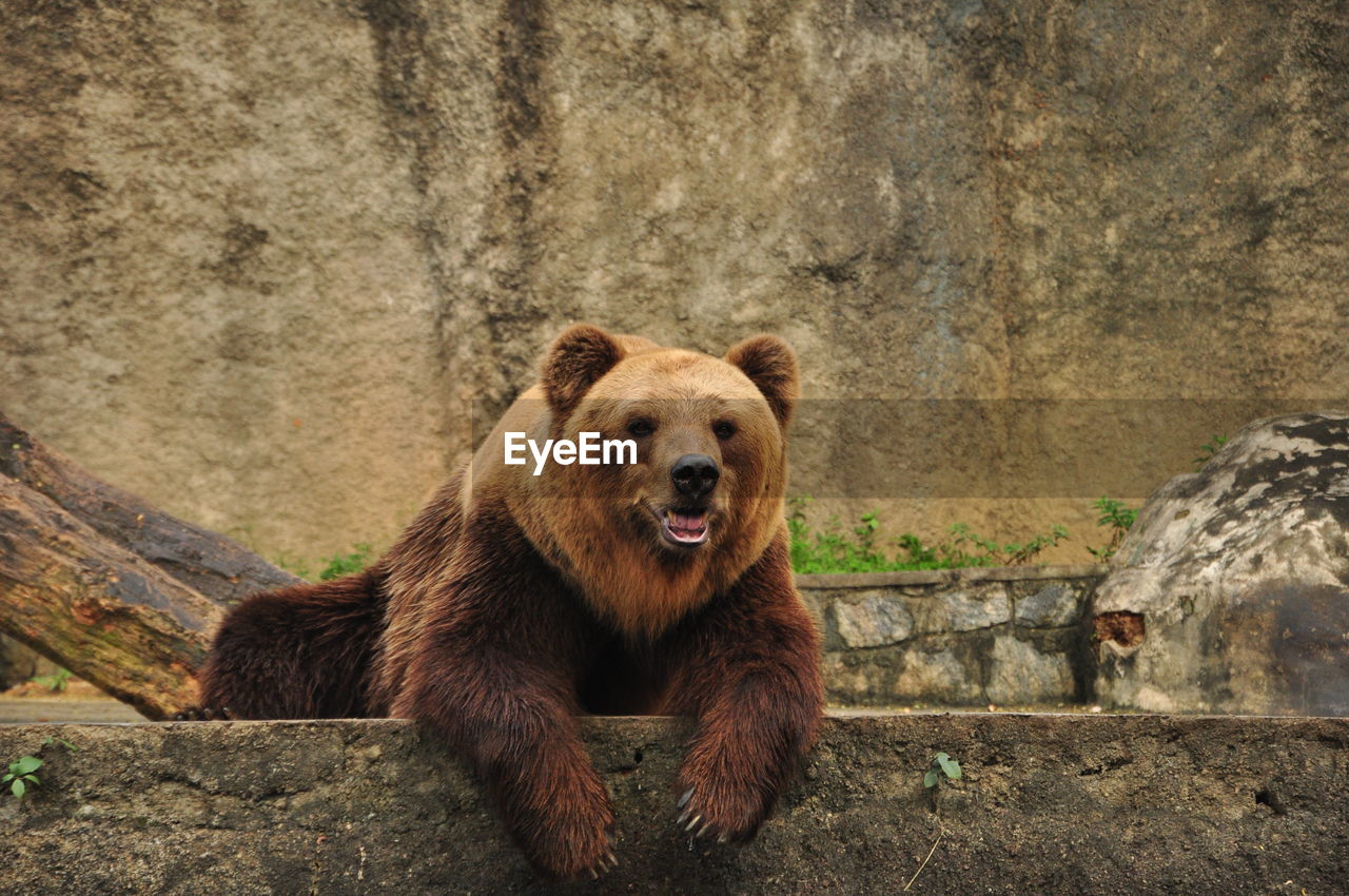 Grizzly bear relaxing at zoo