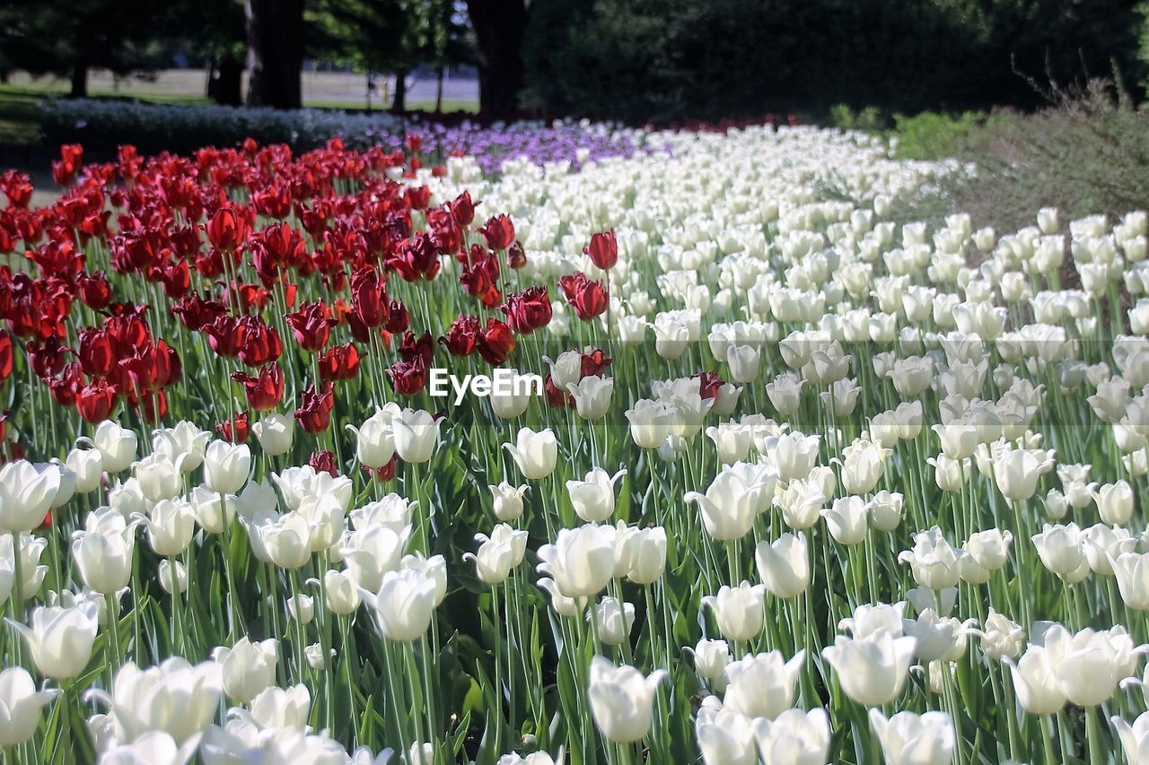 WHITE FLOWERS GROWING IN FIELD