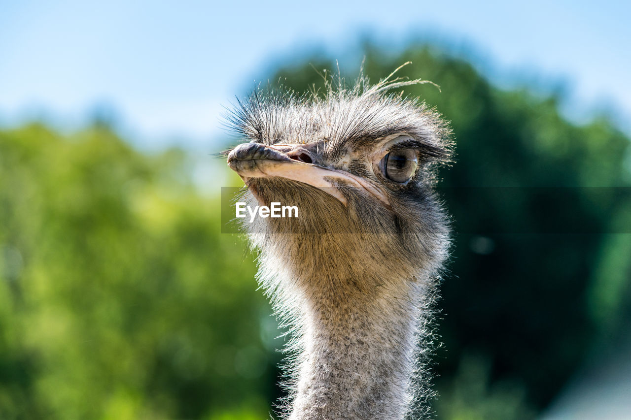 CLOSE-UP OF OSTRICH OUTDOORS