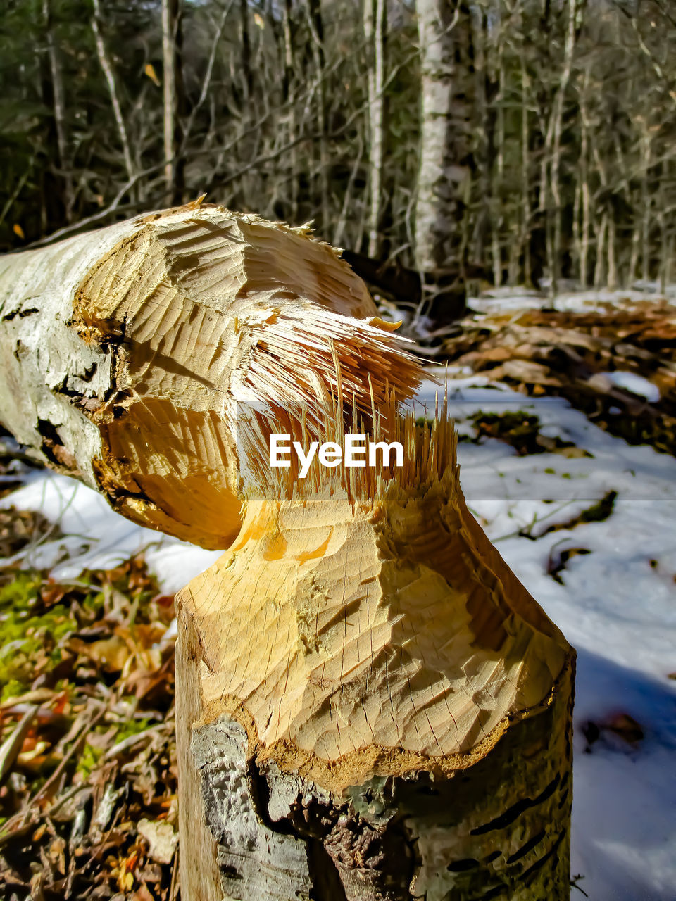 CLOSE-UP OF MUSHROOM GROWING ON TREE TRUNK