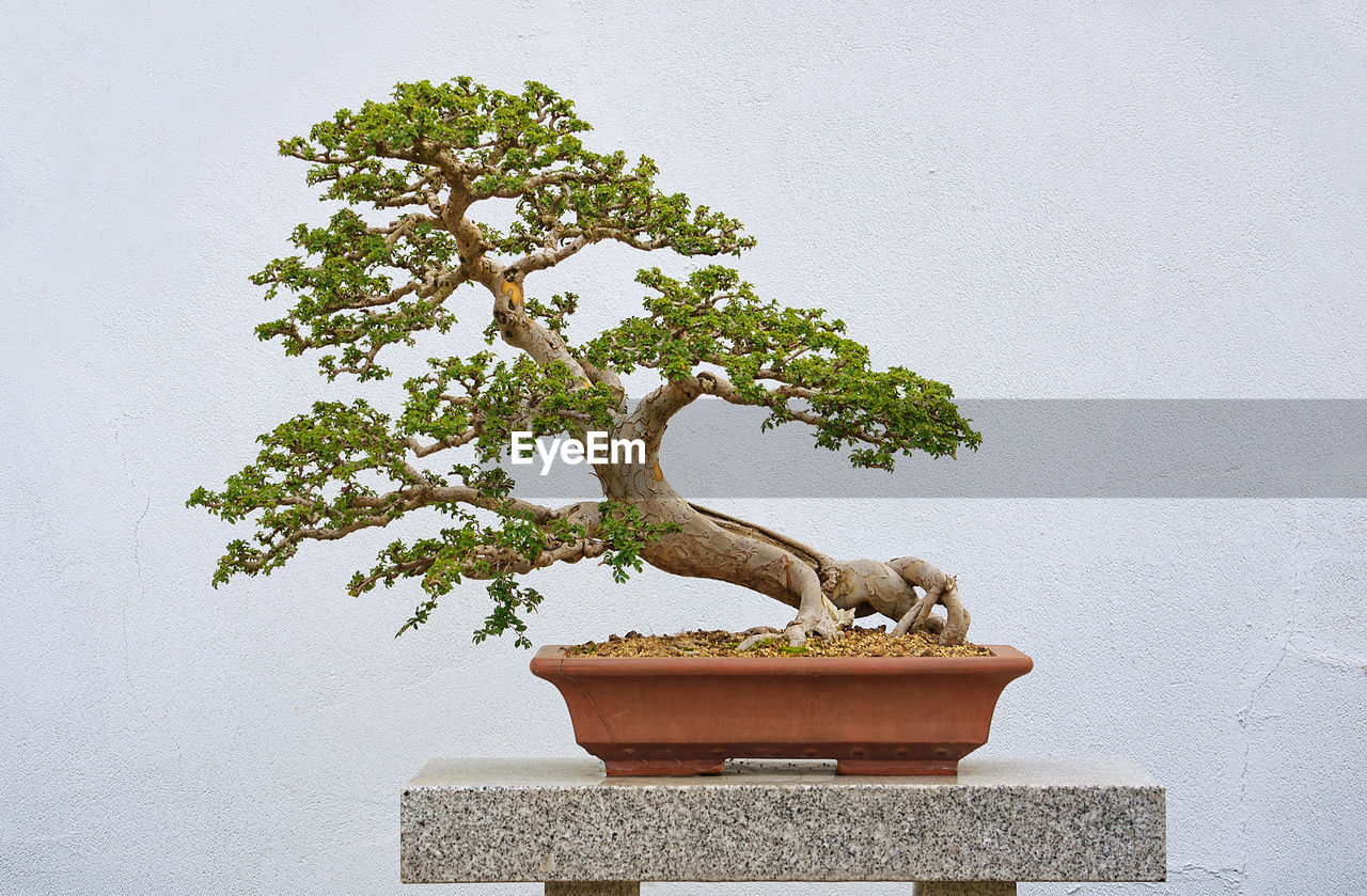 POTTED PLANT AGAINST TREE AND WALL