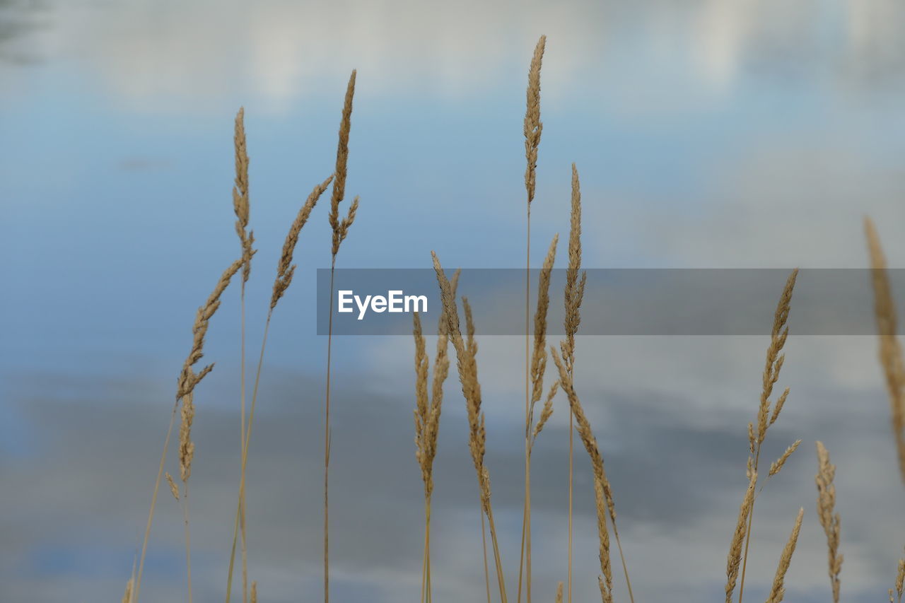 Close-up of grass growing in field