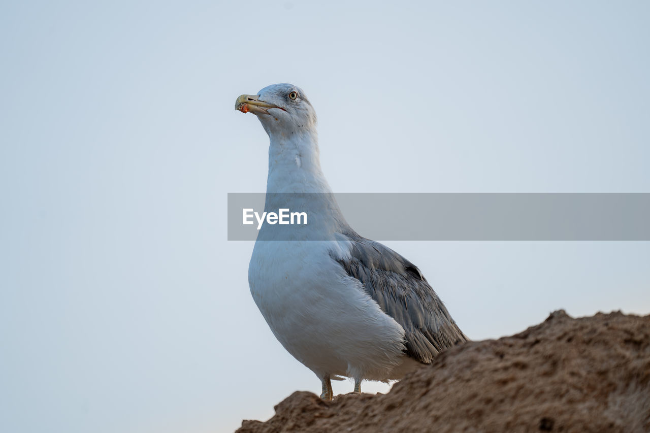 animal themes, bird, animal, animal wildlife, wildlife, one animal, nature, perching, no people, beak, seabird, rock, day, gull, sky, outdoors, full length, side view, copy space, beauty in nature, stock dove, clear sky, dove - bird, pigeons and doves, looking