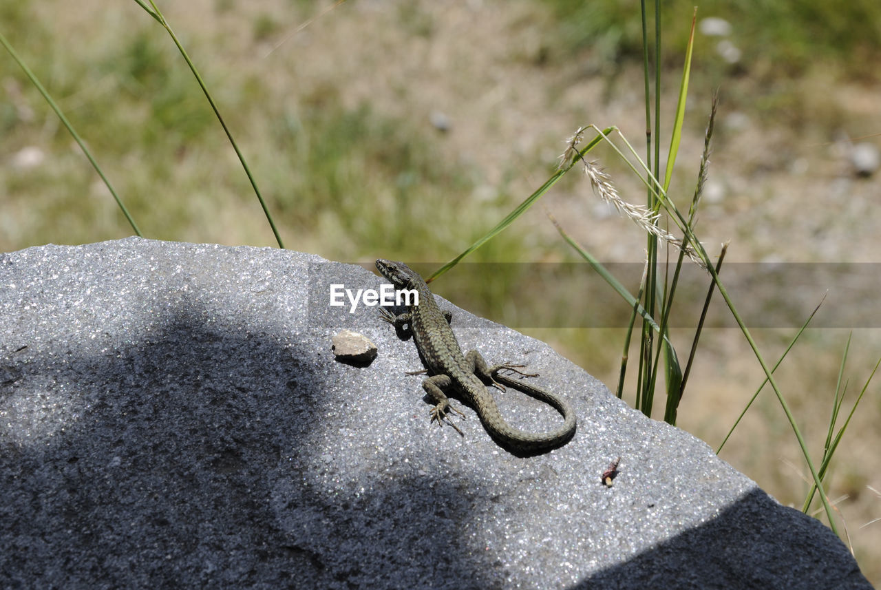 High angle view of lizard on rock at field