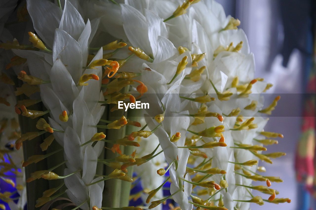 CLOSE-UP OF FLOWERING PLANTS