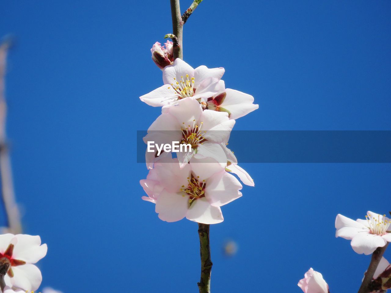 Low angle view of white cherry blossoms against clear blue sky