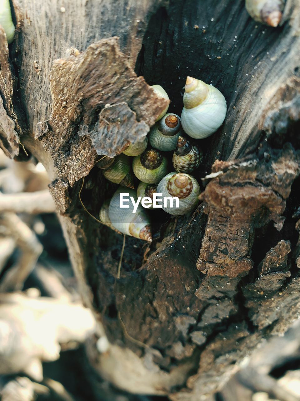 Close-up of snail on tree trunk