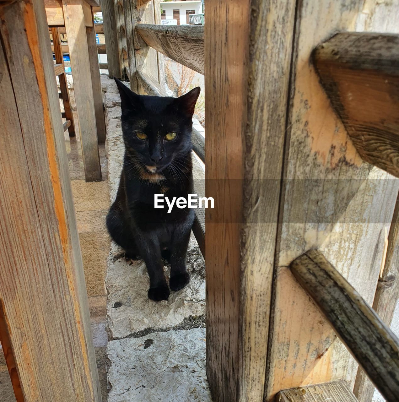 animal, animal themes, mammal, pet, domestic animals, one animal, cat, domestic cat, wood, feline, looking at camera, portrait, black, no people, felidae, small to medium-sized cats, black cat, day, sitting, architecture