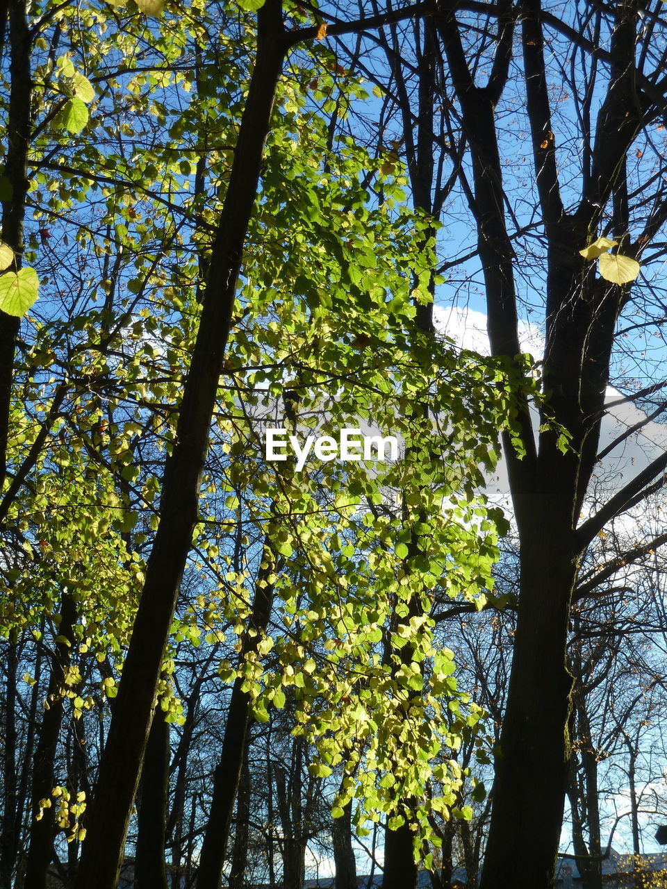 LOW ANGLE VIEW OF FLOWERING TREES IN FOREST