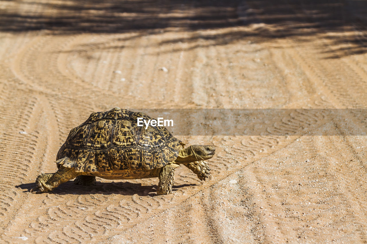 CLOSE-UP OF TORTOISE ON SAND