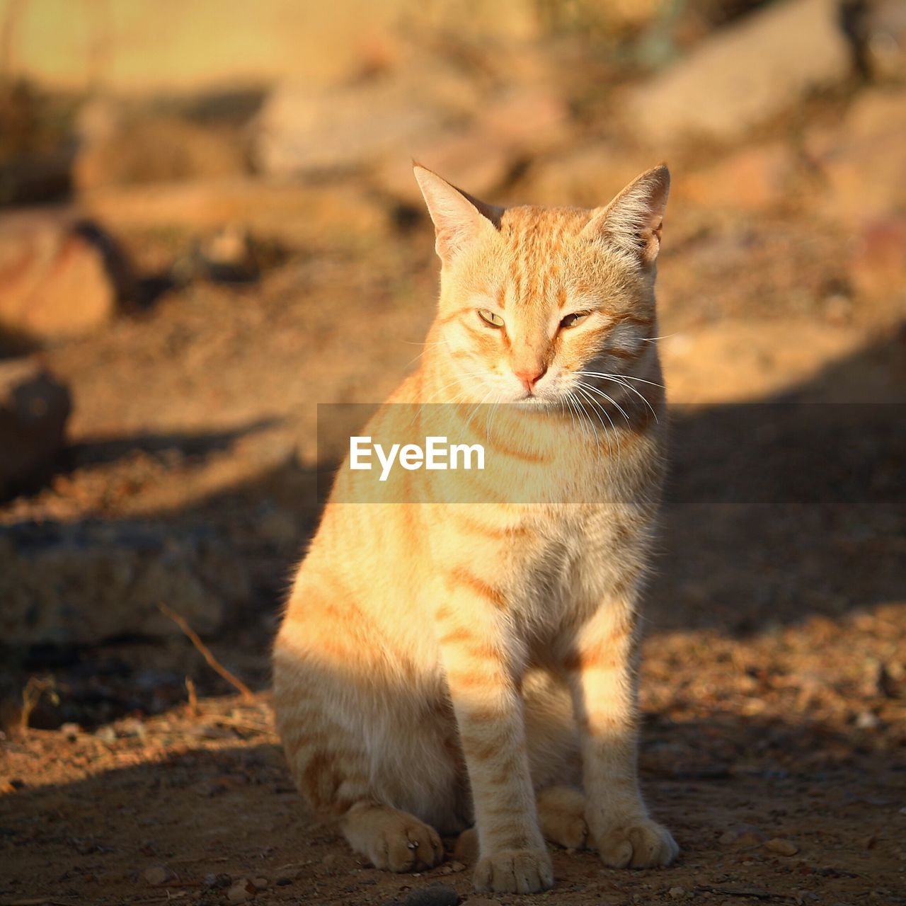 CLOSE-UP OF CAT ON GROUND