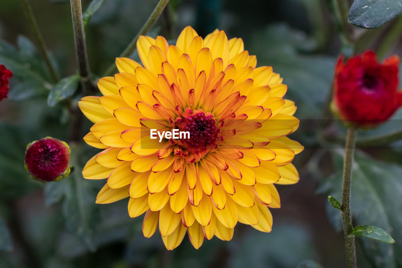 Yellow chrysanthemum close up in autumn sunny day in the garden. autumn flowers. flower head