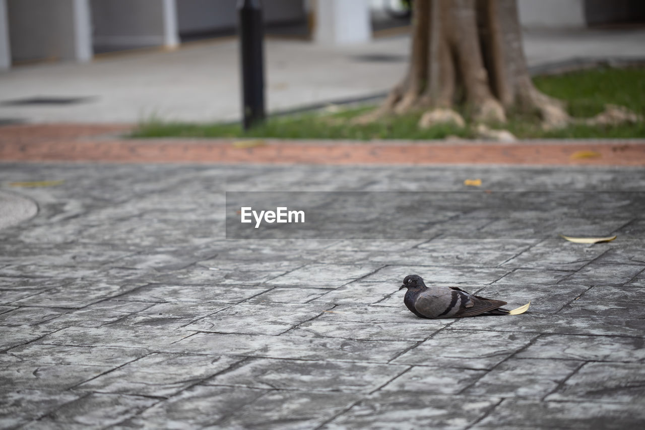 Close-up of a pigeon bird on footpath