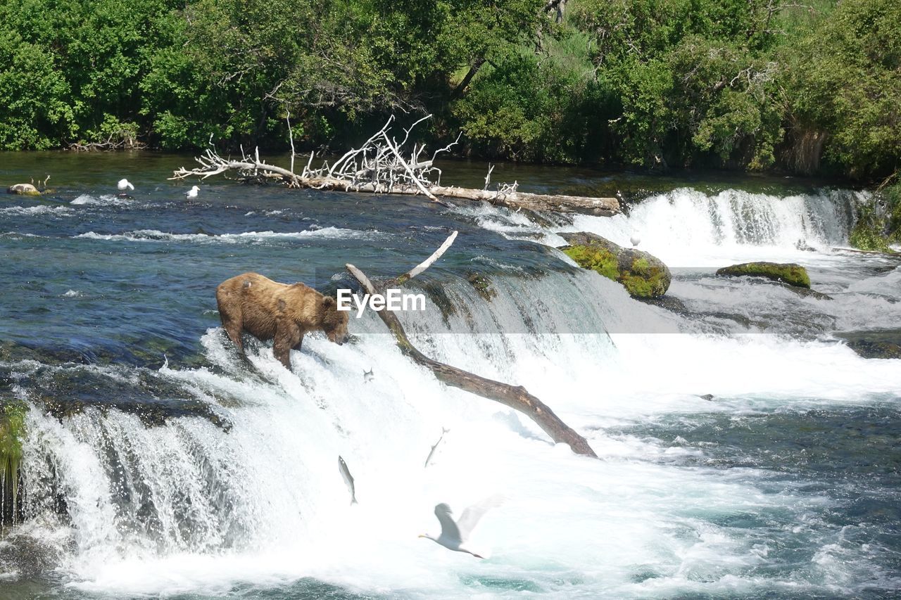 VIEW OF WATERFALL