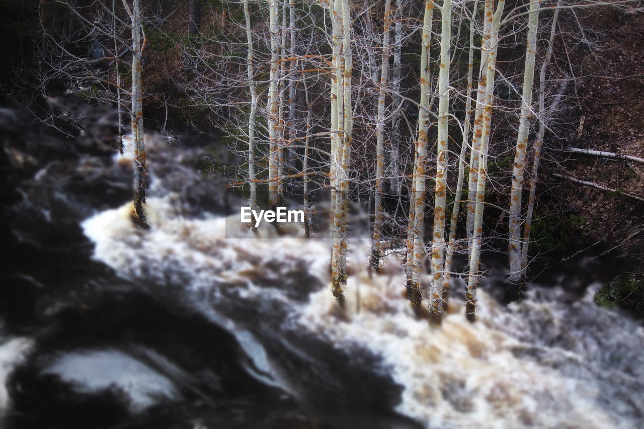 CLOSE-UP OF FROZEN TREES IN FOREST