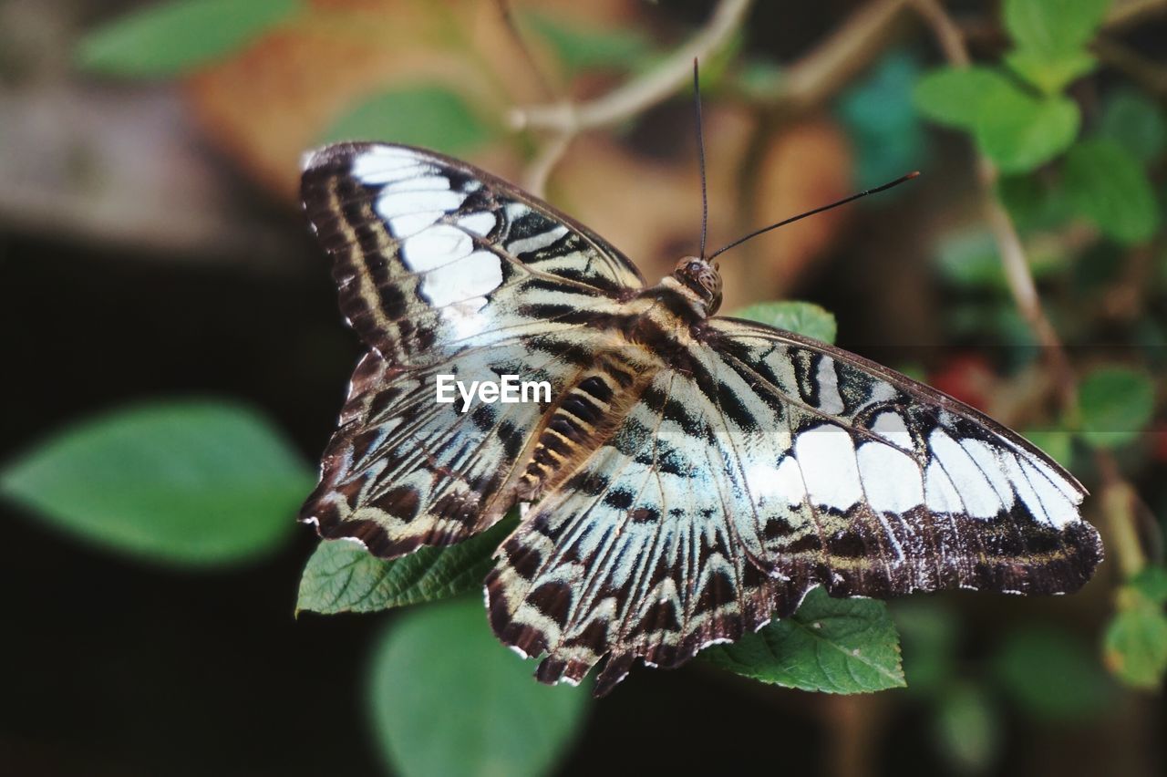 CLOSE-UP OF BUTTERFLY ON LEAF
