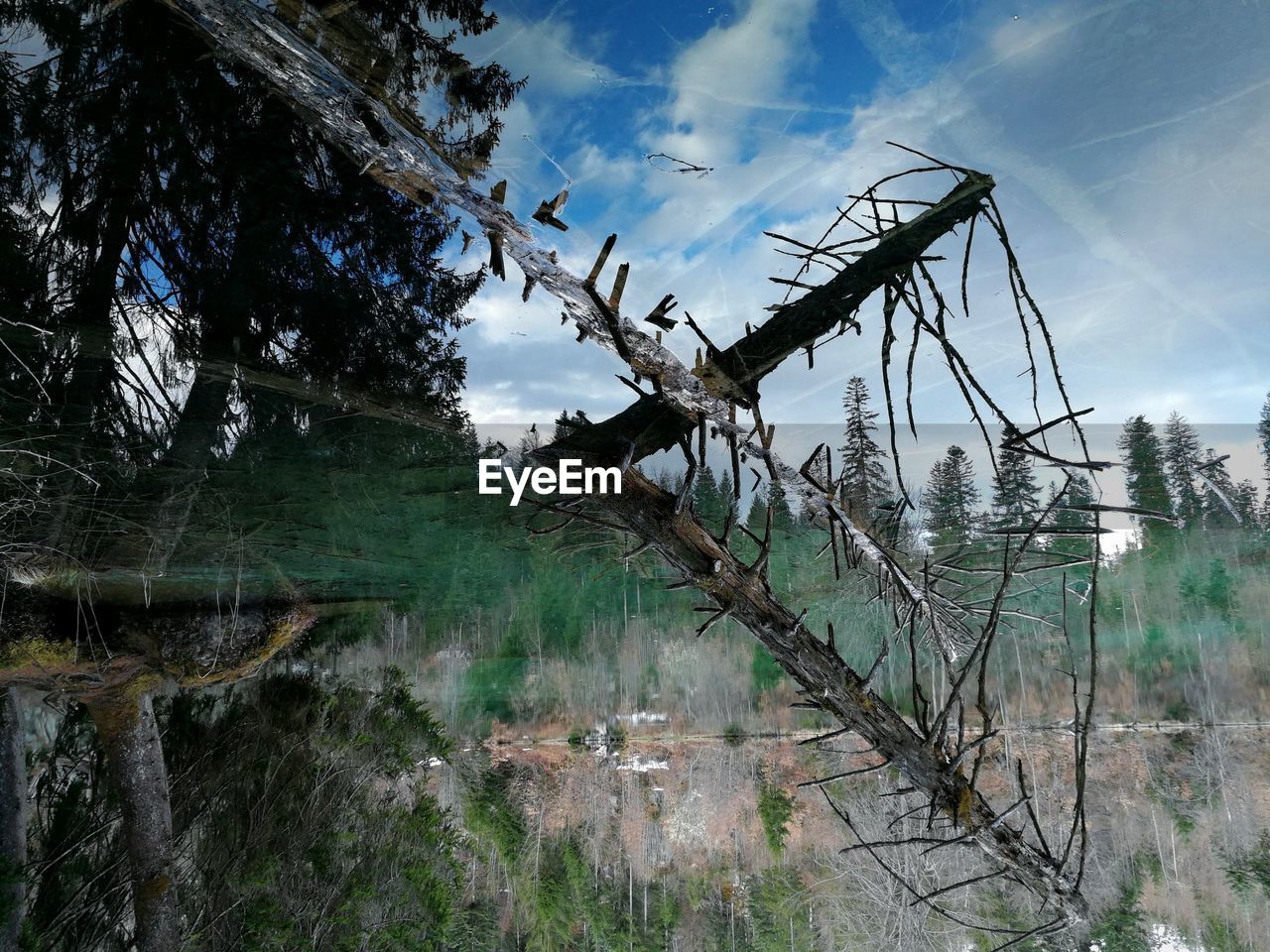 LOW ANGLE VIEW OF TREES GROWING AGAINST SKY