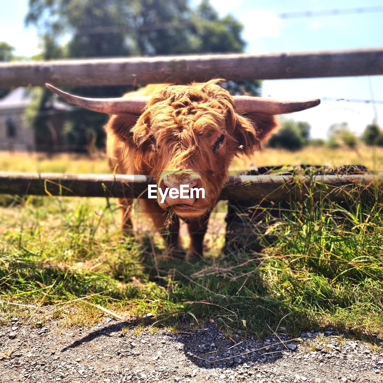 mammal, animal, animal themes, domestic animals, cattle, one animal, pet, nature, livestock, day, plant, sunlight, portrait, no people, looking at camera, grass, field, horned, land, agriculture, domestic cattle, farm, outdoors, animal wildlife, pasture, fence, standing, highland cattle, cow, landscape, focus on foreground, rural area, brown, bull, front view, ox, wildlife, tree, animal body part