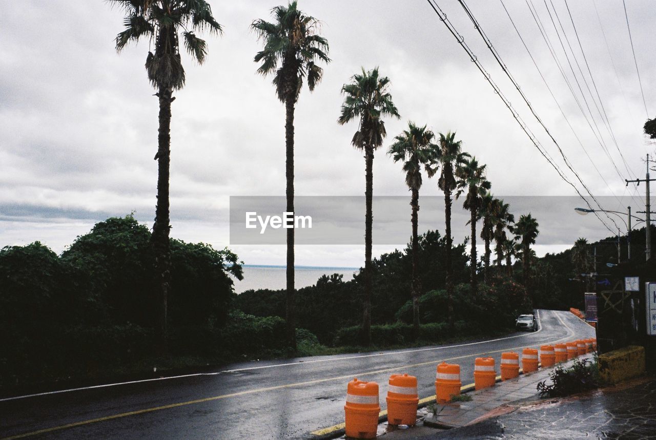 PALM TREES AGAINST SKY