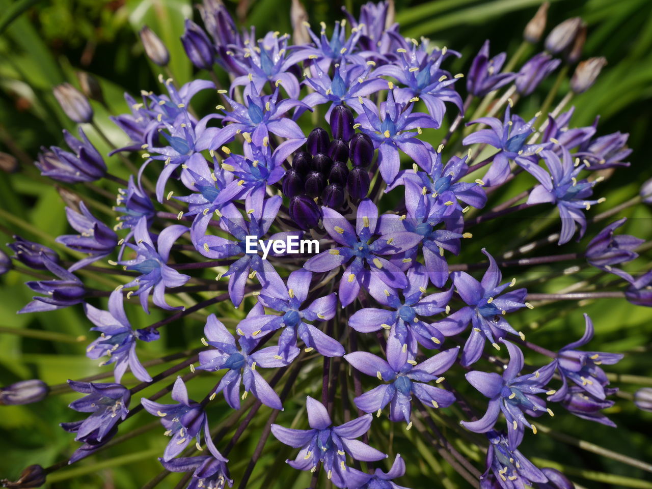 CLOSE-UP OF PURPLE POLLINATING FLOWER