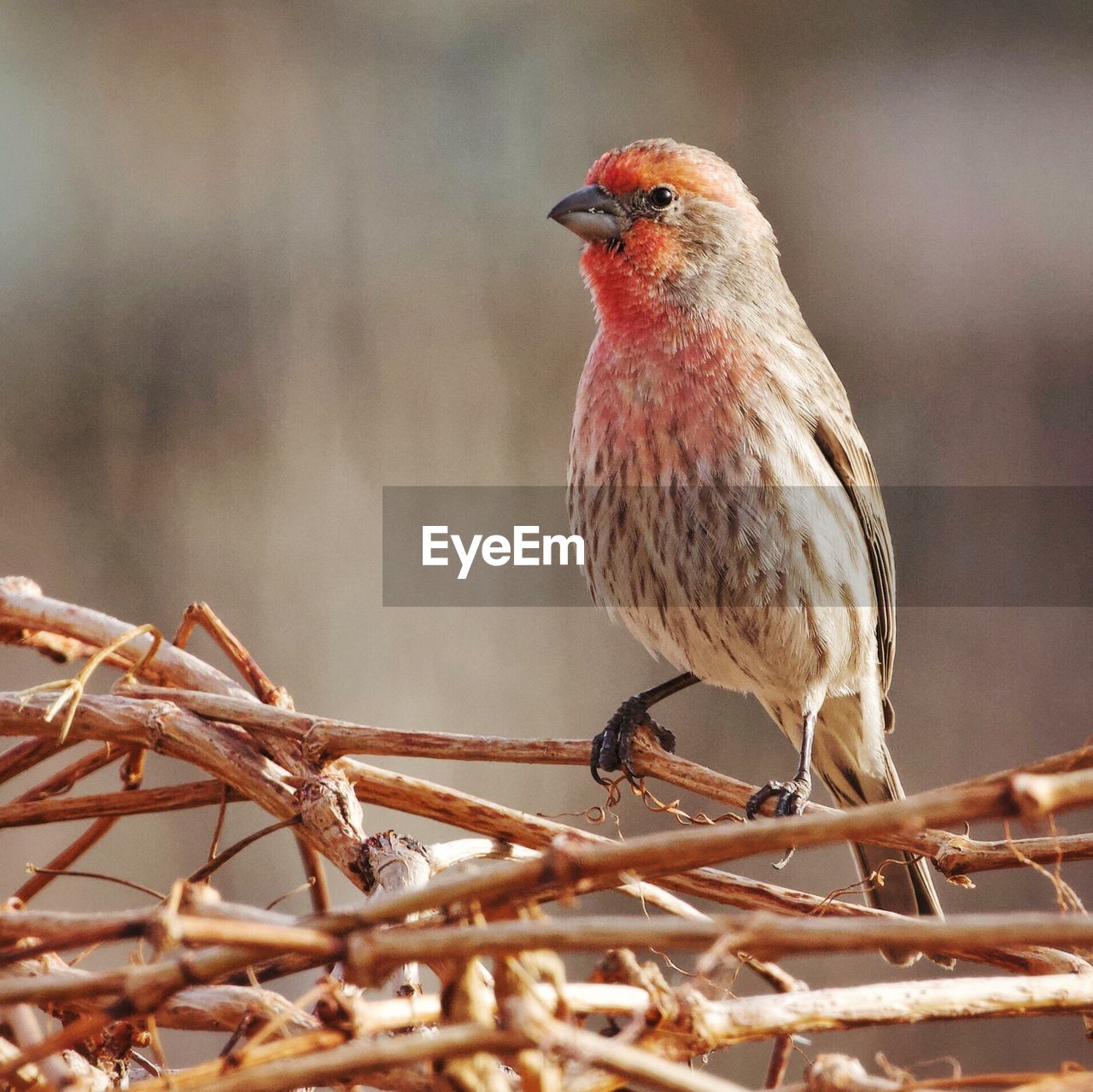 CLOSE-UP OF BIRD PERCHING ON FEEDER