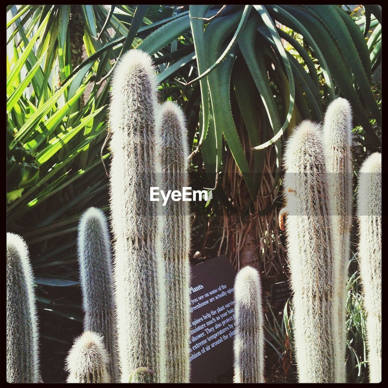 CLOSE-UP OF CACTUS PLANTS