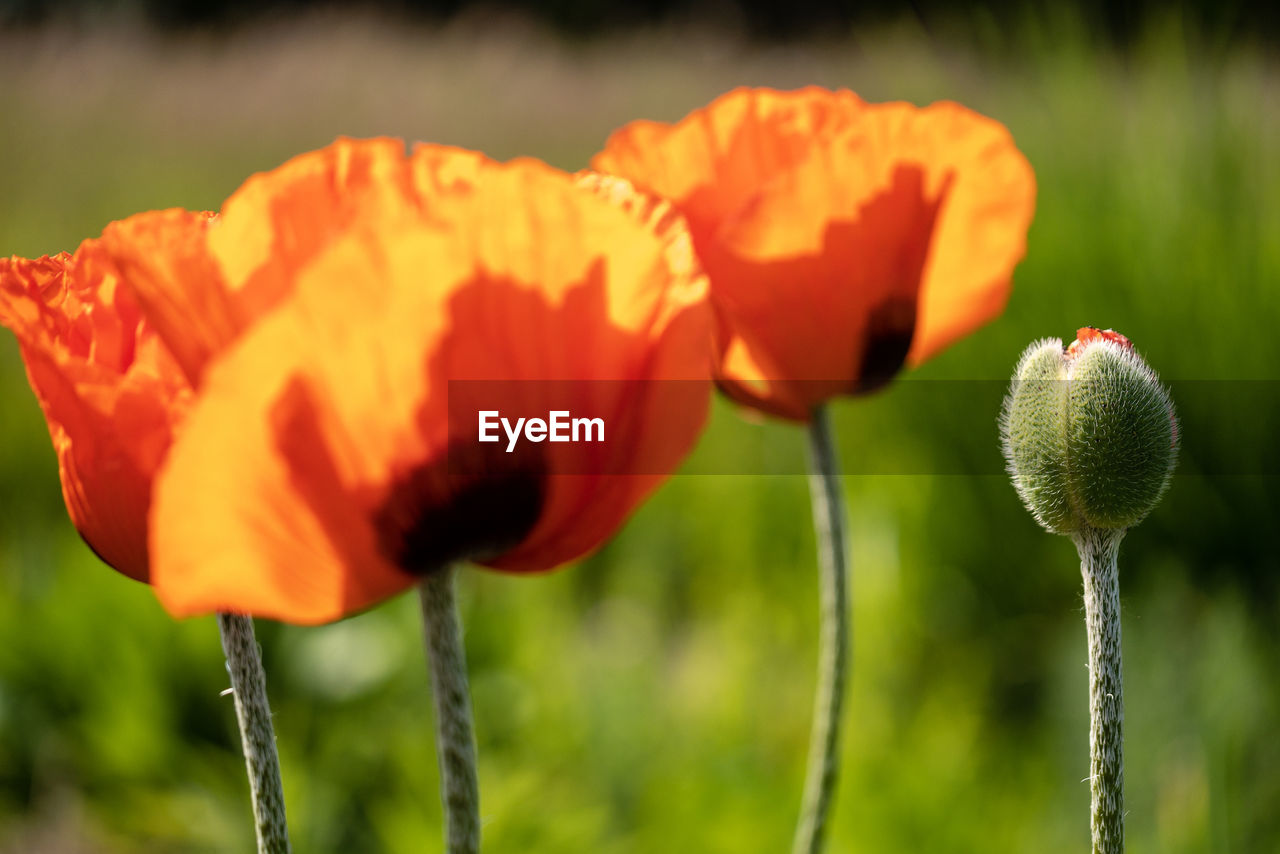 Close-up of orange poppy flower on field