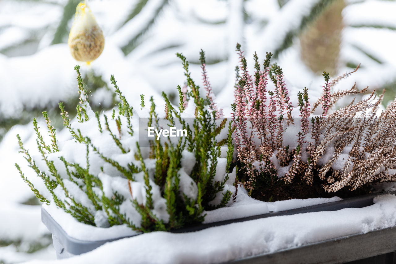 CLOSE-UP OF SNOW COVERED PLANT