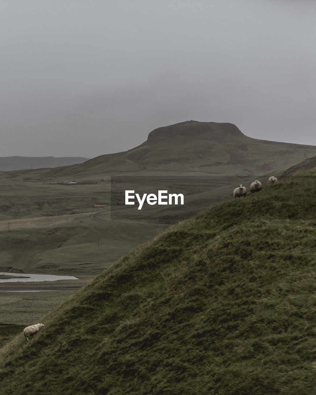 Icelandic sheep on a hillside