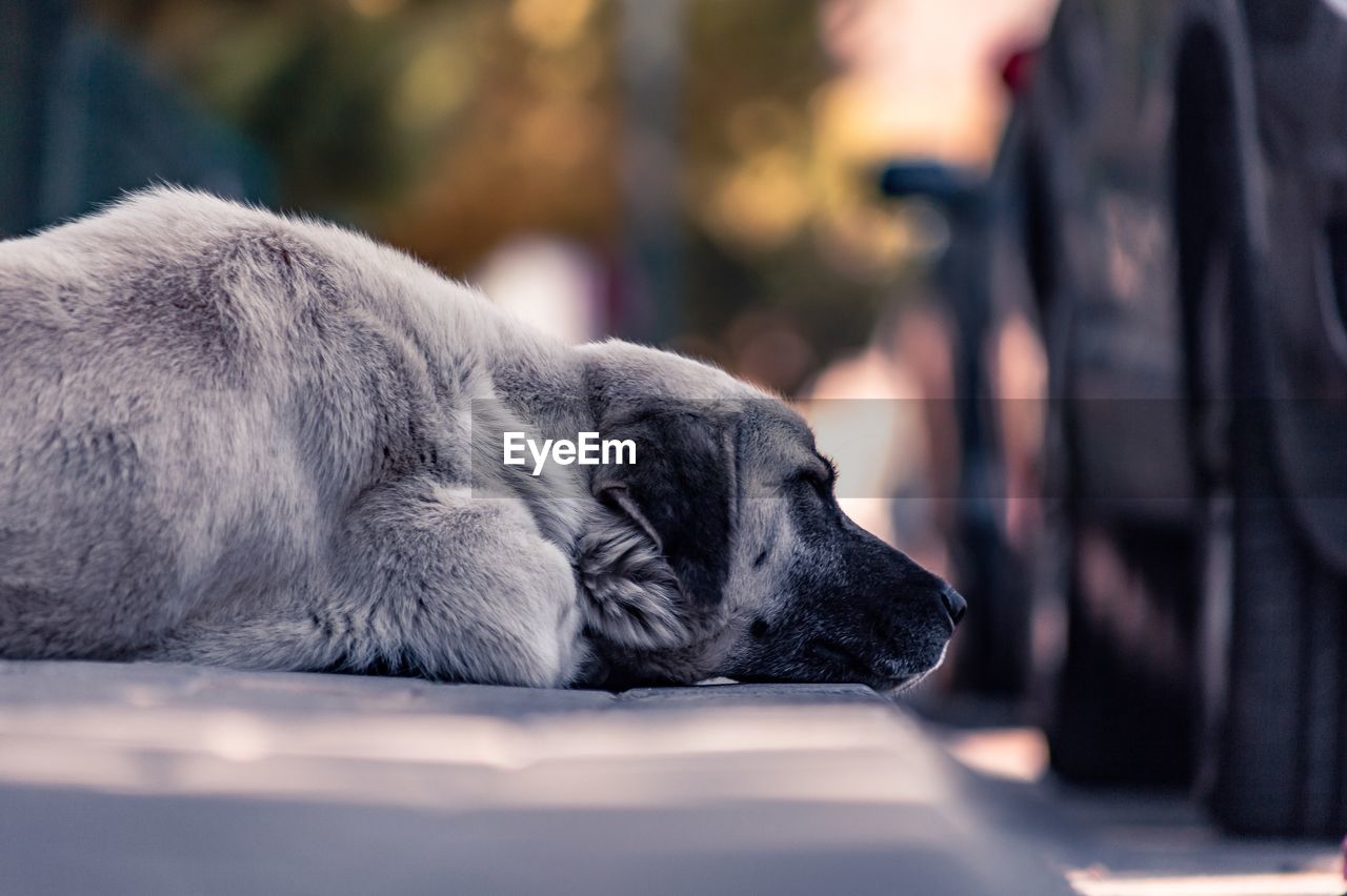 CLOSE-UP OF DOG SLEEPING