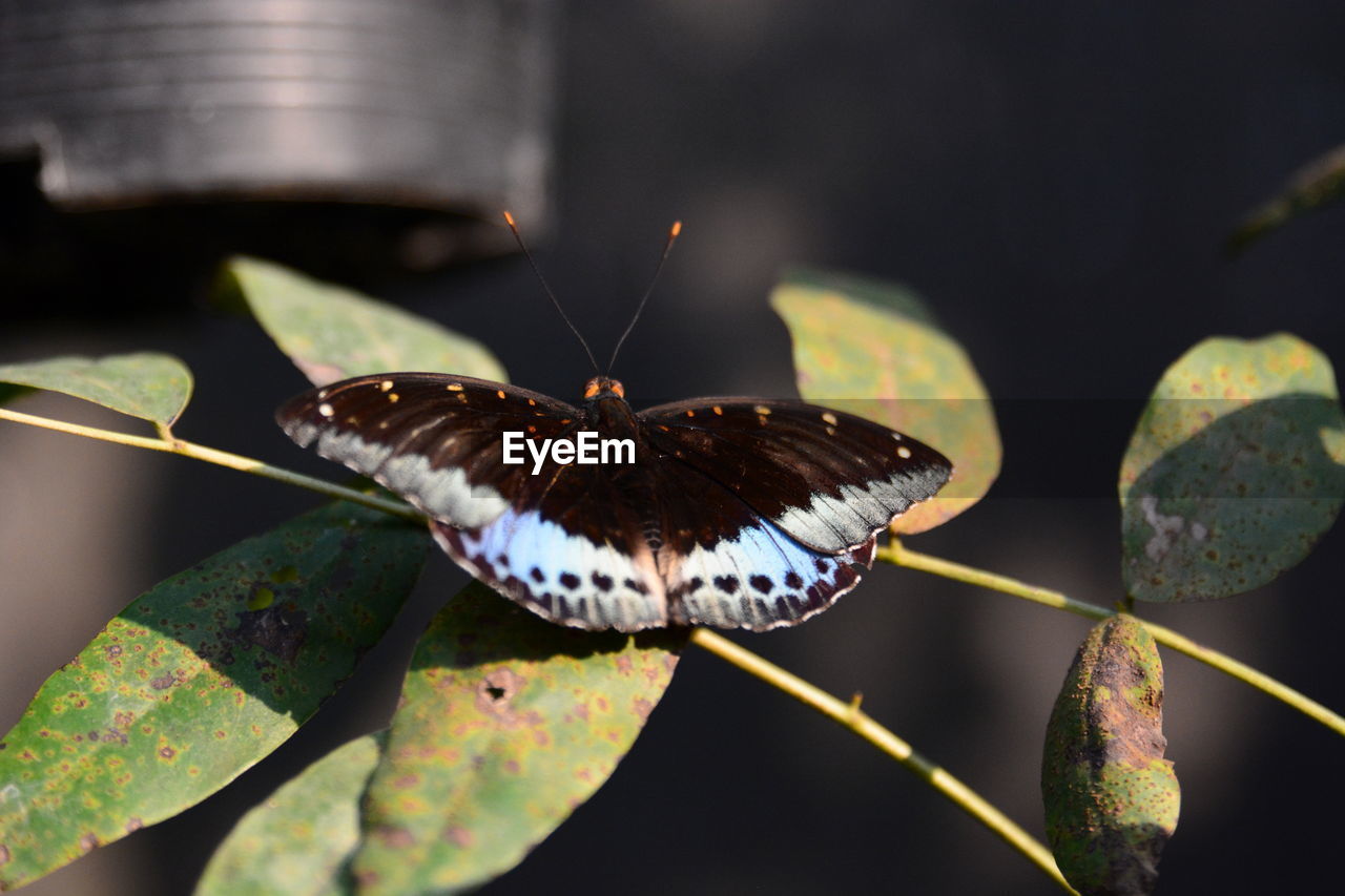 Close-up of butterfly on plant