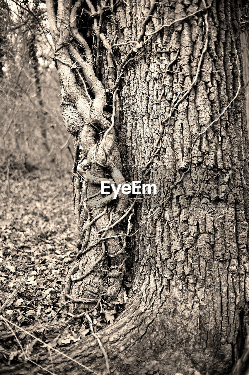 CLOSE-UP OF TREE ROOTS