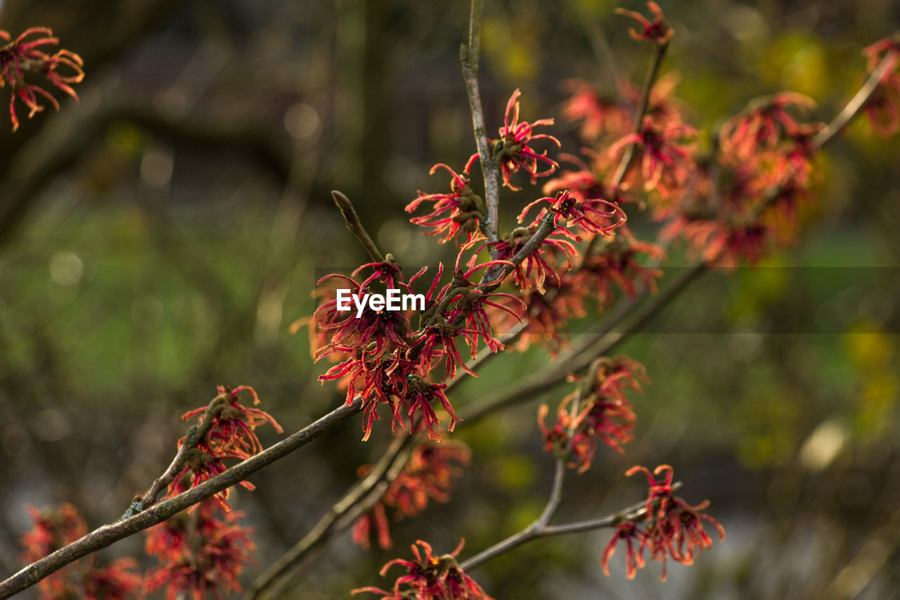 CLOSE-UP OF RED FLOWERING PLANT AGAINST TREE