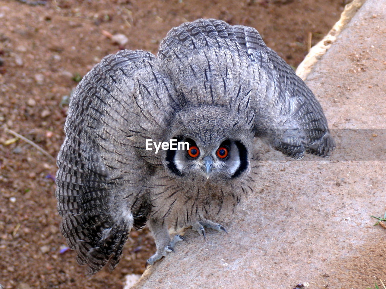 Portrait of alert owl on retaining wall