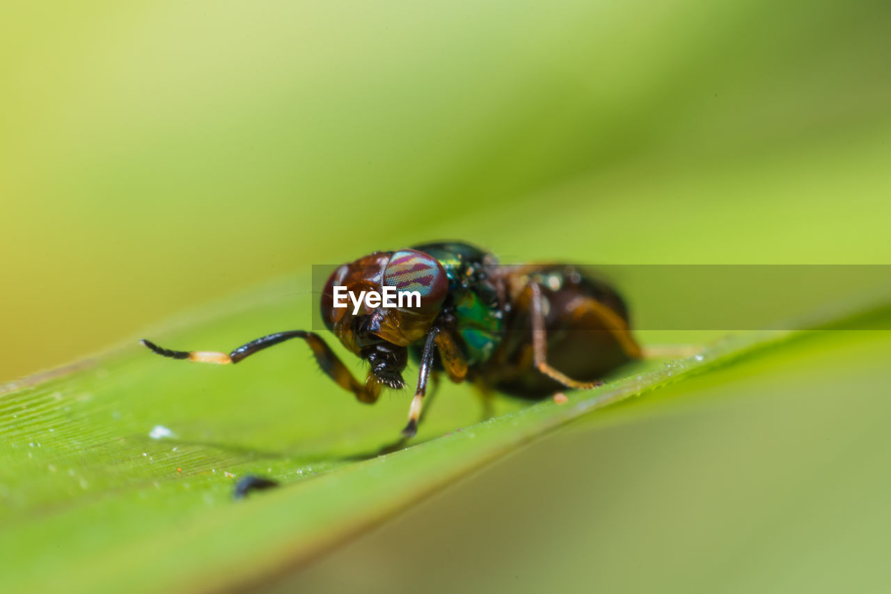 INSECT ON LEAF