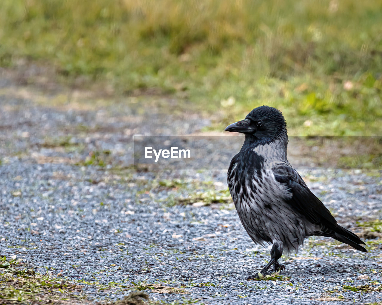 BIRD PERCHING ON A LAND