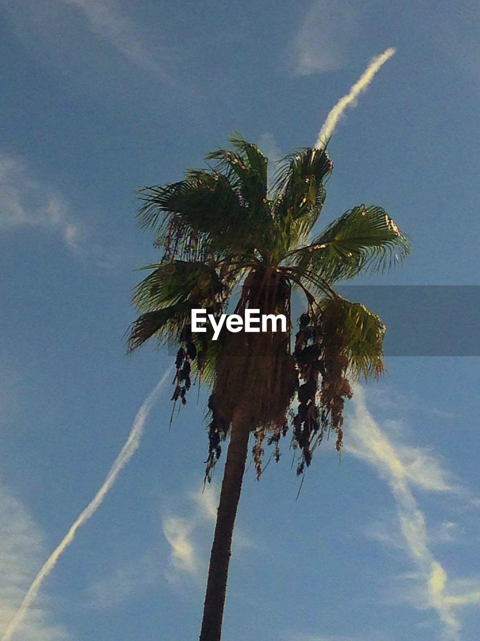 LOW ANGLE VIEW OF TREES AGAINST SKY