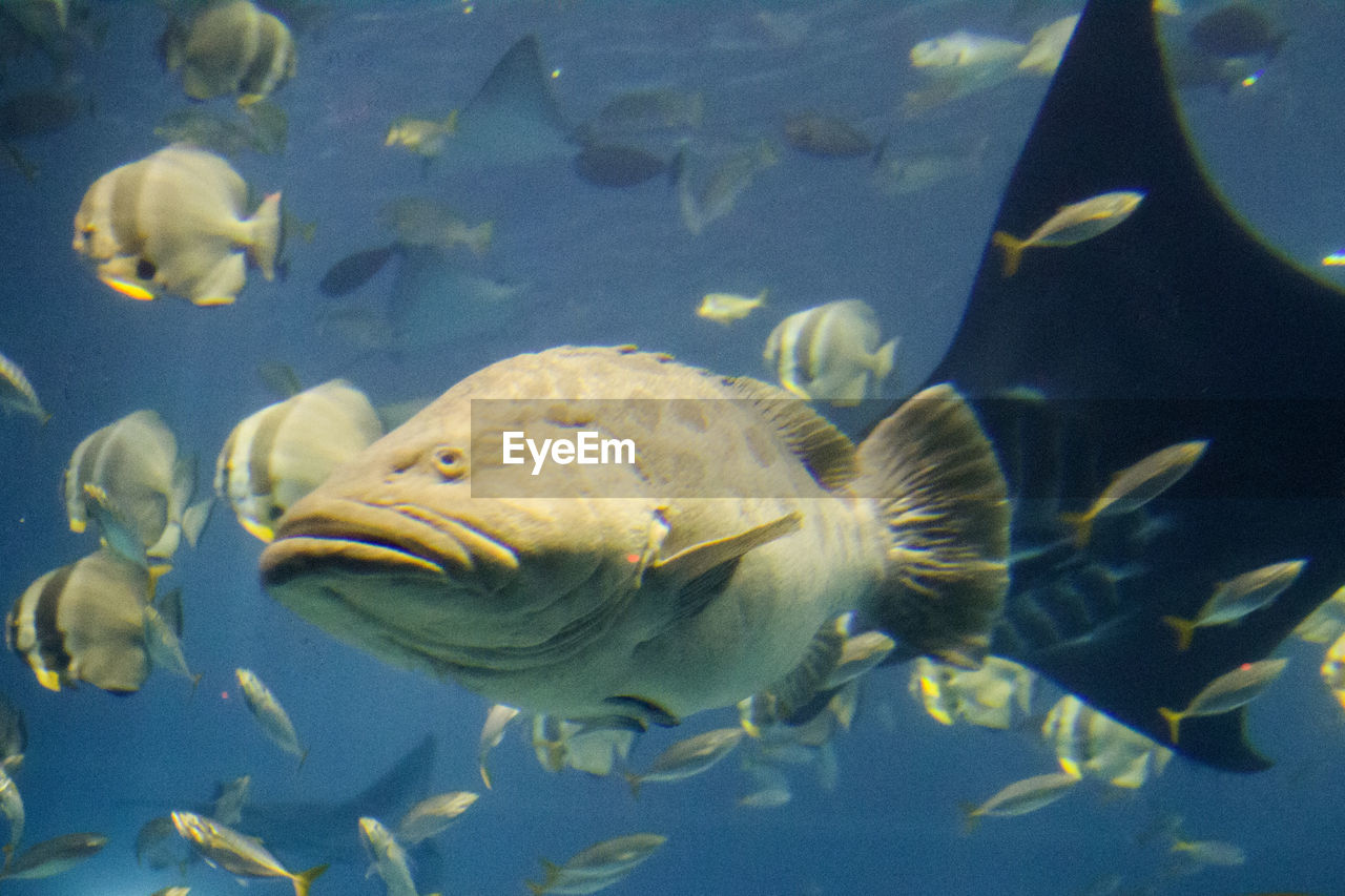 FISH SWIMMING IN AQUARIUM