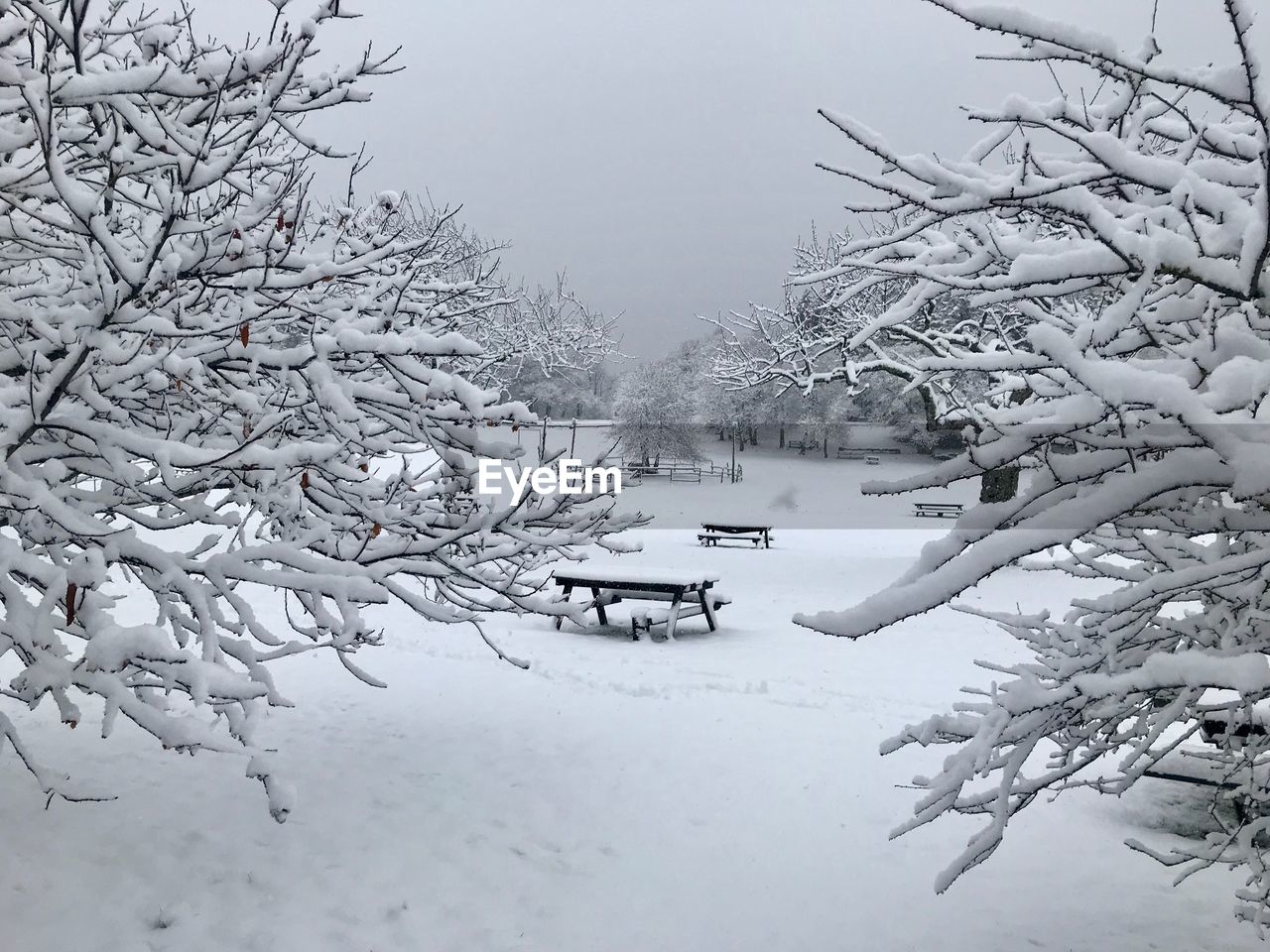 BARE TREES ON SNOW COVERED LANDSCAPE