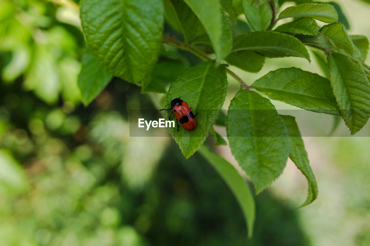 CLOSE-UP OF LADYBUG ON GREEN LEAF