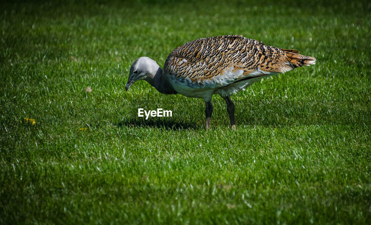 BIRD ON GRASS FIELD