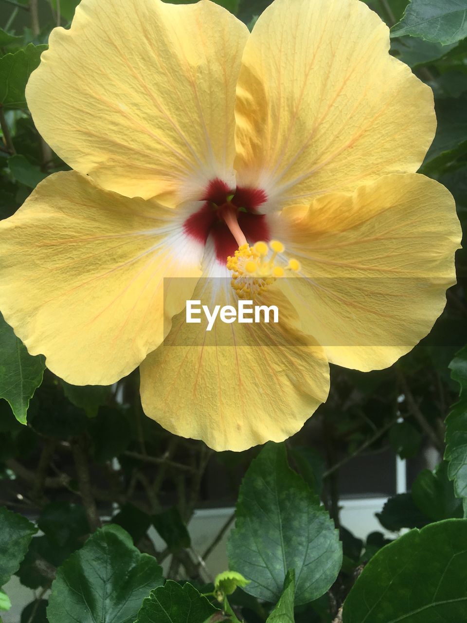 CLOSE-UP OF YELLOW HIBISCUS