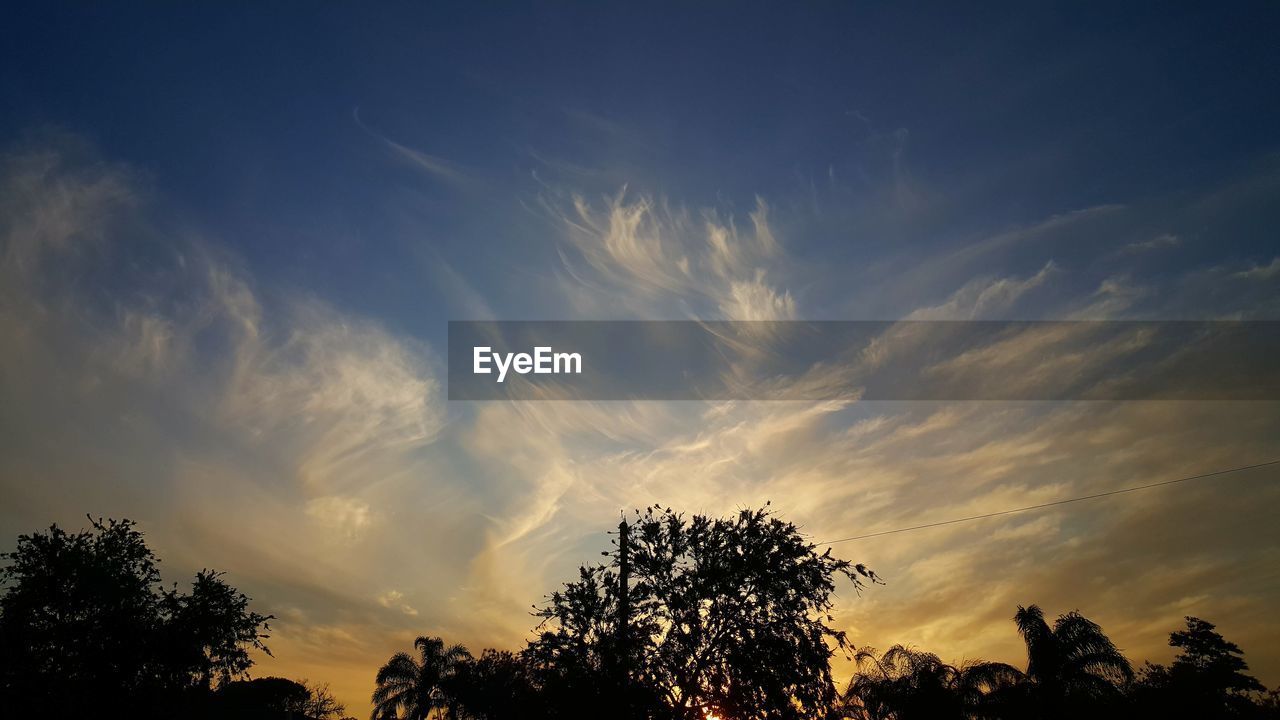 LOW ANGLE VIEW OF TREES AGAINST SKY DURING SUNSET