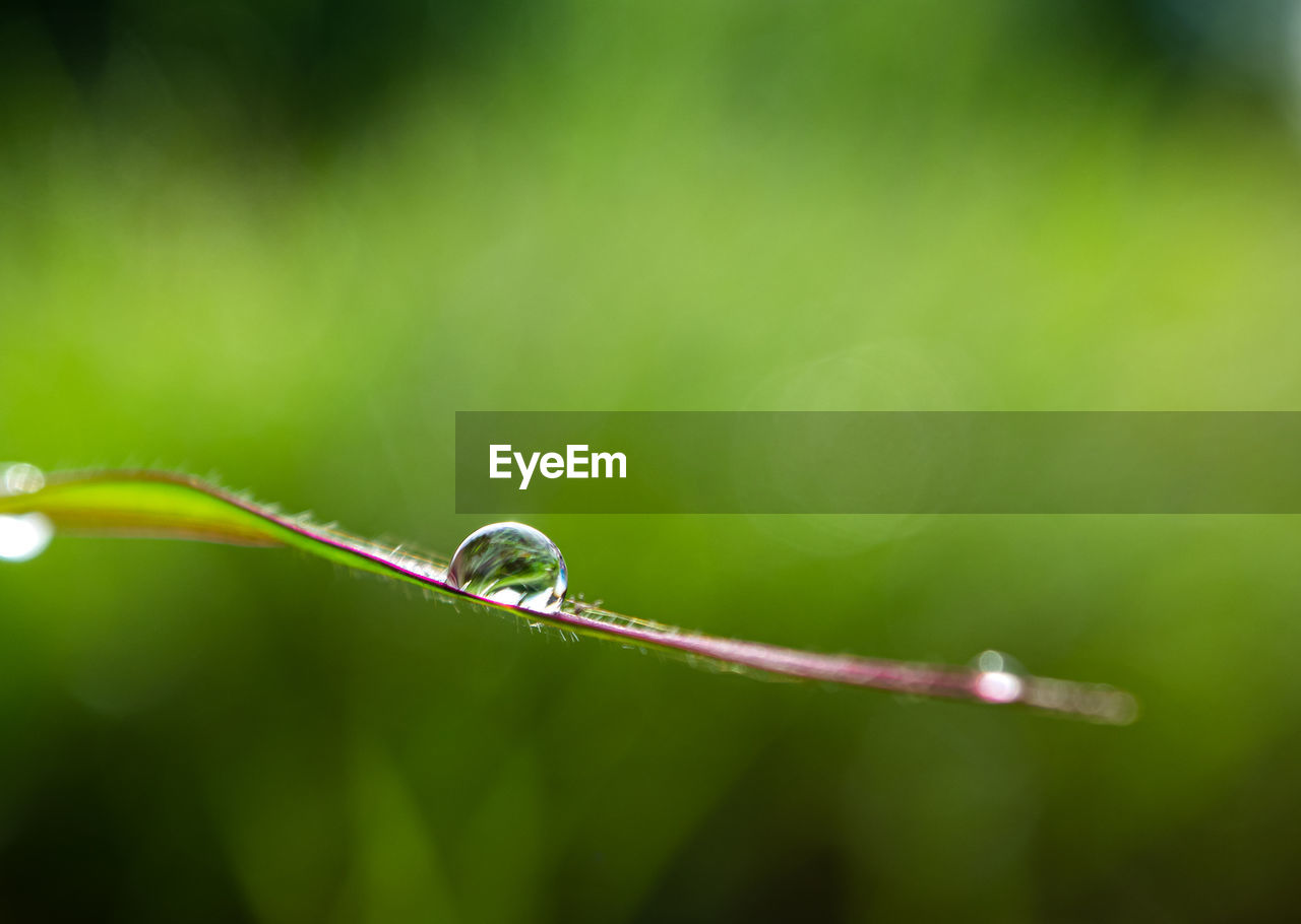 CLOSE-UP OF WATER DROPS ON BLADE OF GRASS