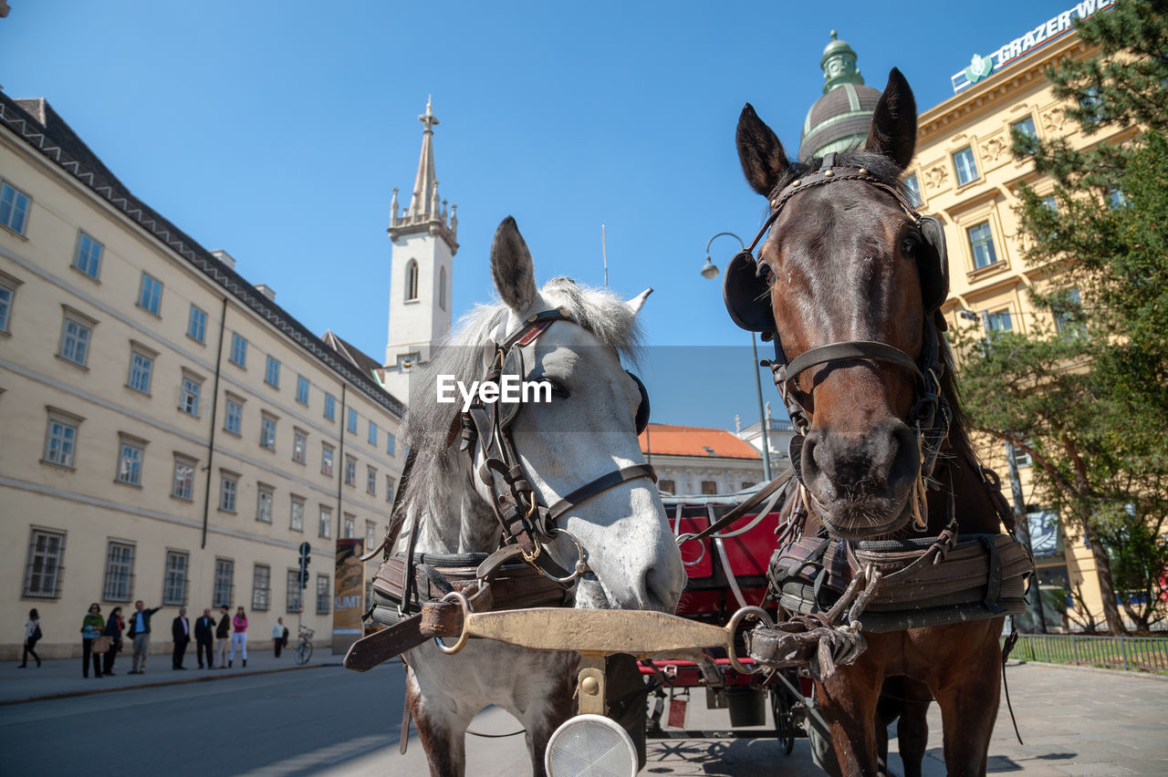 Fiaker - horse-drawn carriage in the center of vienna