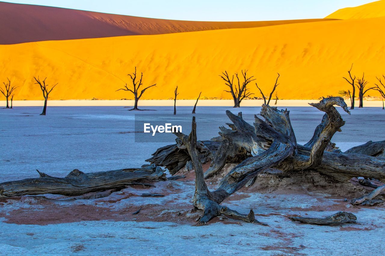 DRIFTWOOD ON TREE DURING WINTER