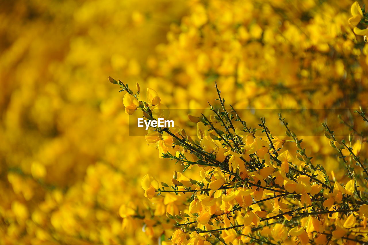 CLOSE-UP OF YELLOW FLOWERING PLANT AGAINST TREE